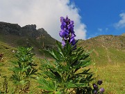 21 Aconitum napellus (Aconito napello)